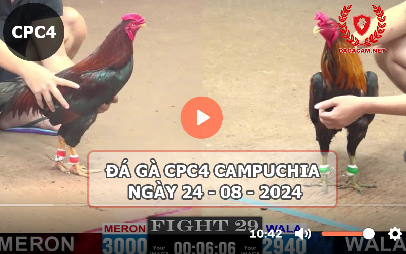 Video đá gà CPC4 ngày 24-08-2024