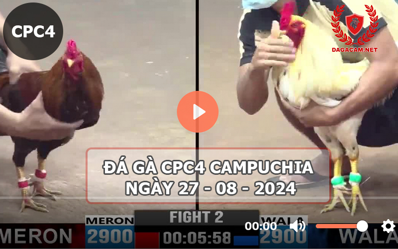 Video đá gà CPC4 ngày 27-08-2024