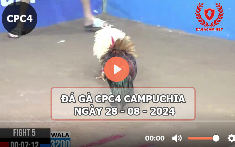 Video đá gà CPC4 ngày 28-08-2024