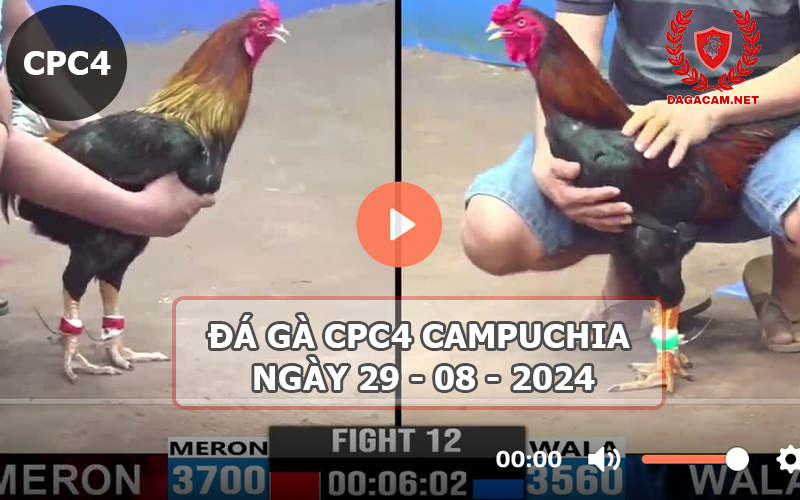 Video đá gà CPC4 ngày 29-08-2024