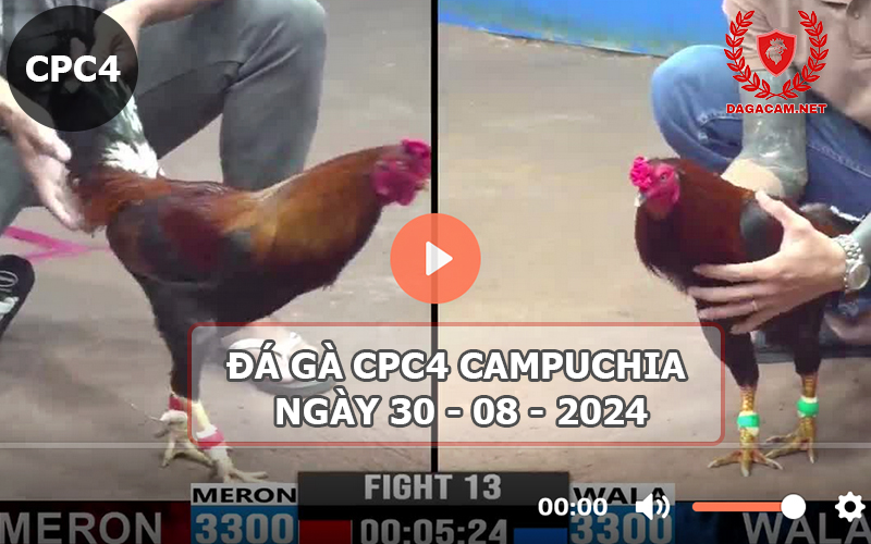 Video đá gà CPC4 ngày 30-08-2024