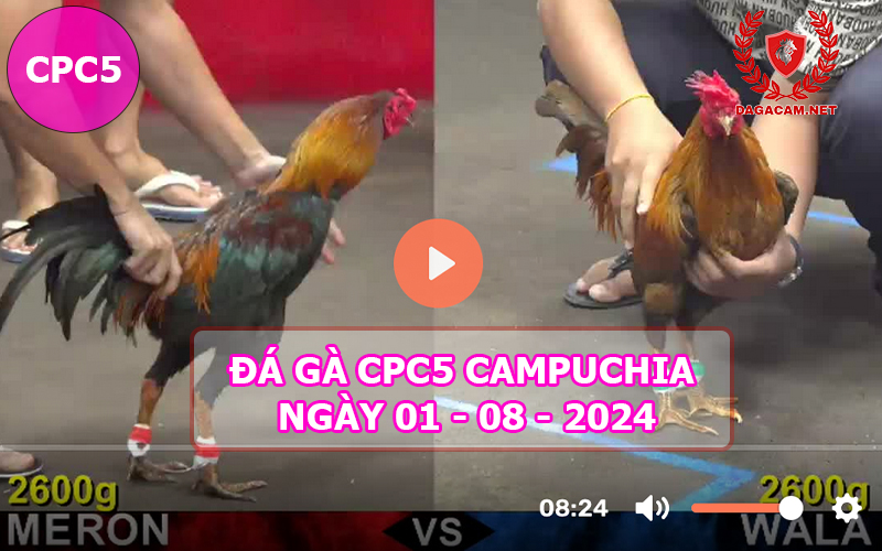 Video đá gà CPC5 ngày 01-08-2024