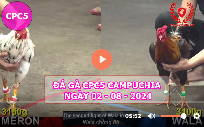 Video đá gà CPC5 ngày 02-08-2024