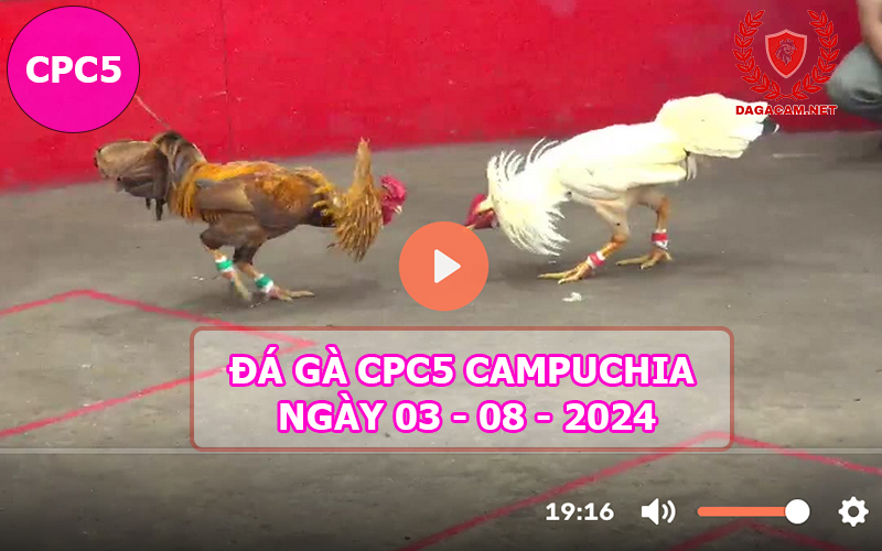 Video đá gà CPC5 ngày 03-08-2024