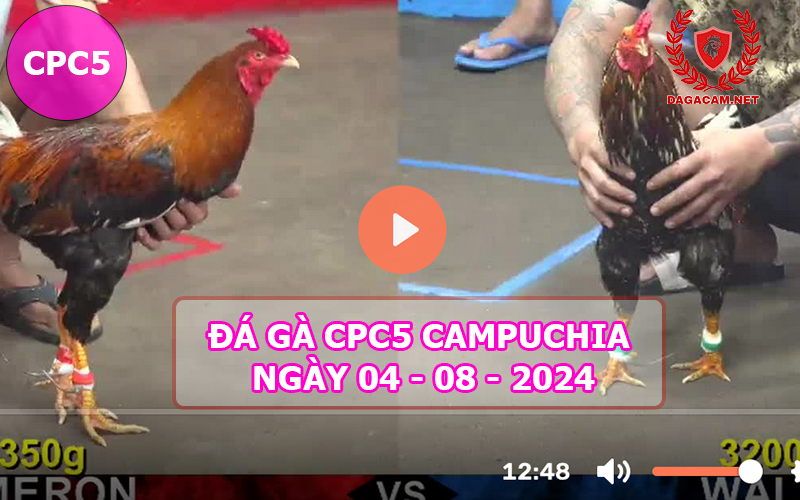 Video đá gà CPC5 ngày 04-08-2024