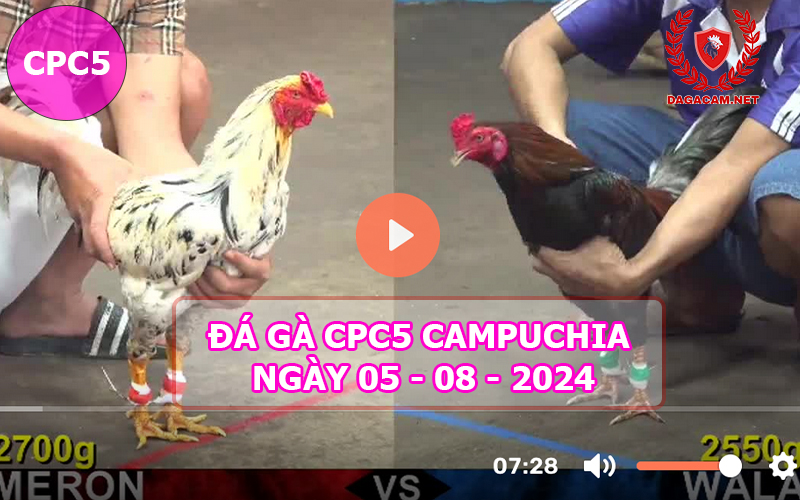 Video đá gà CPC5 ngày 05-08-2024