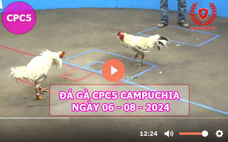 Video đá gà CPC5 ngày 06-08-2024