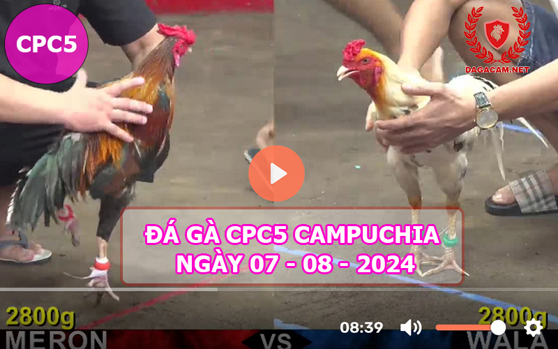 Video đá gà CPC5 ngày 07-08-2024