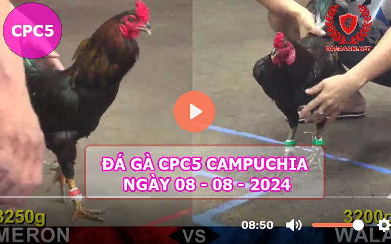 Video đá gà CPC5 ngày 08-08-2024