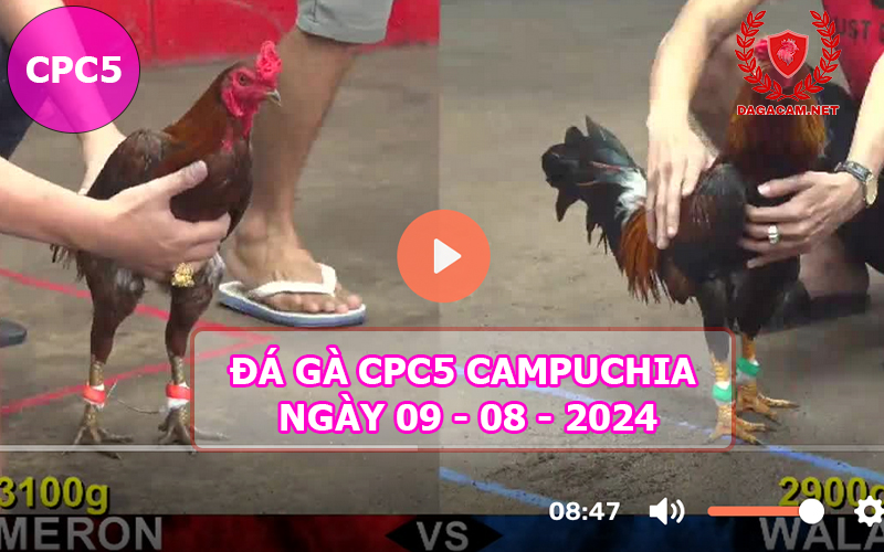 Video đá gà CPC5 ngày 09-08-2024