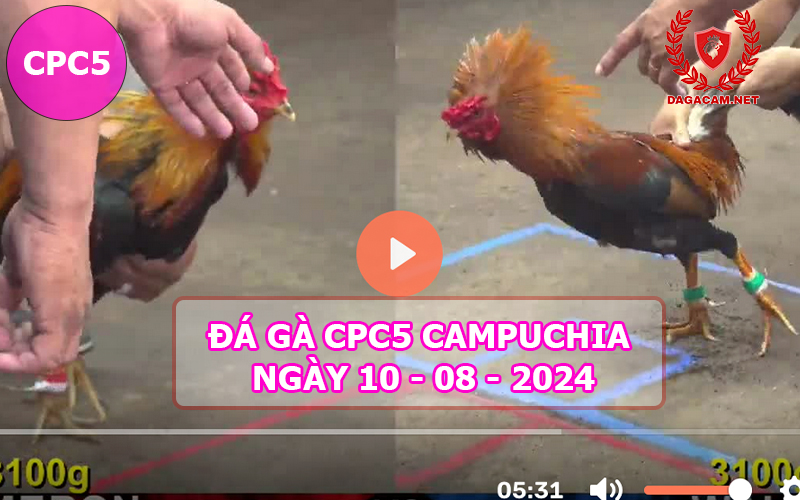 Video đá gà CPC5 ngày 10-08-2024