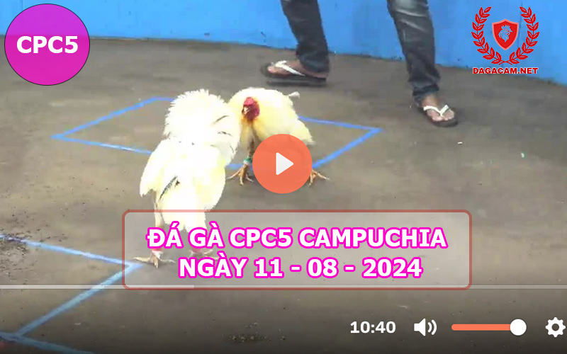 Video đá gà CPC5 ngày 11-08-2024