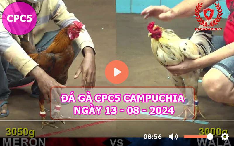 Video đá gà CPC5 ngày 13-08-2024