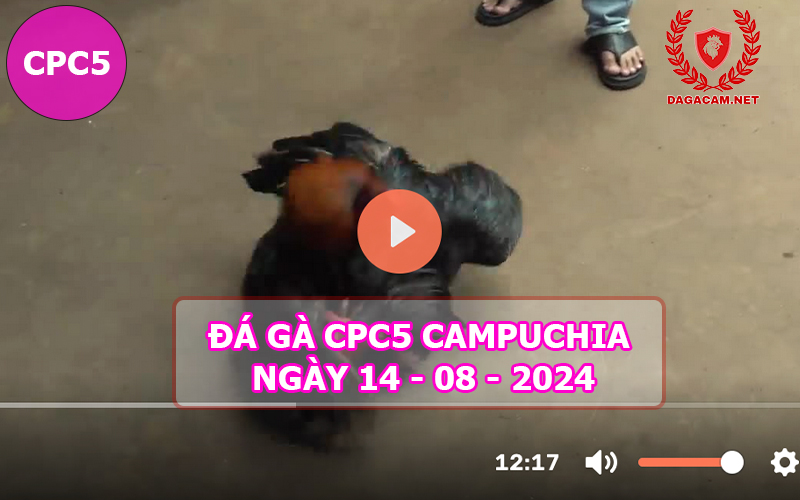 Video đá gà CPC5 ngày 14-08-2024