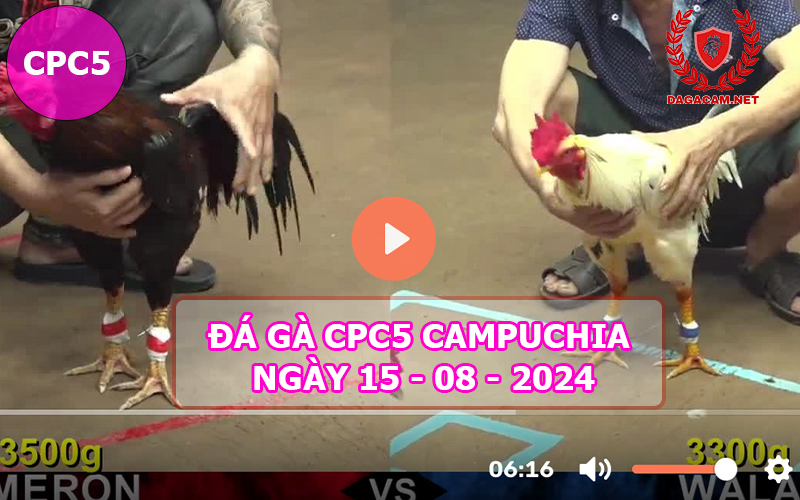 Video đá gà CPC5 ngày 15-08-2024