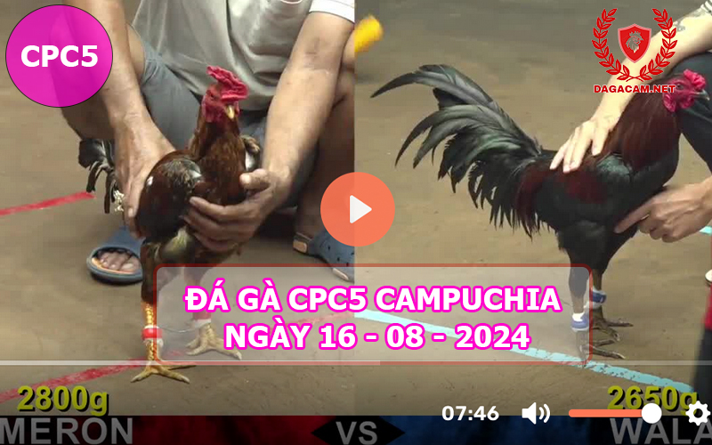 Video đá gà CPC5 ngày 16-08-2024