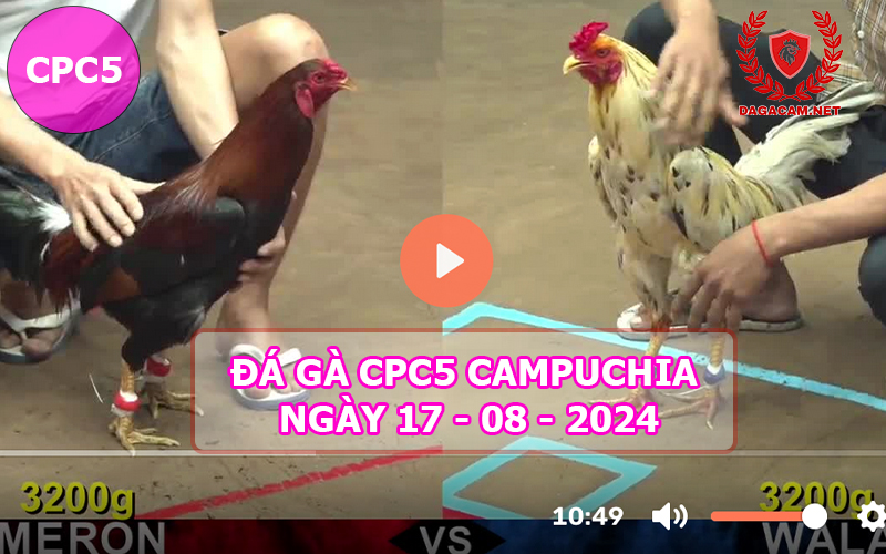 Video đá gà CPC5 ngày 17-08-2024