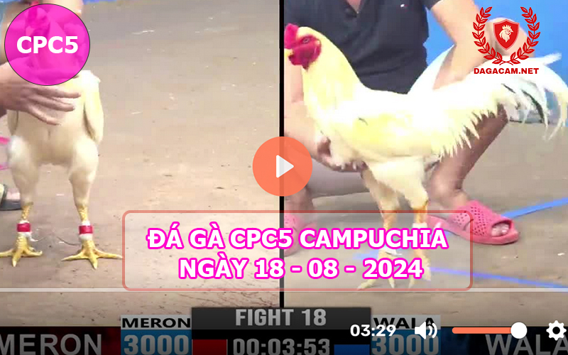 Video đá gà CPC5 ngày 18-08-2024