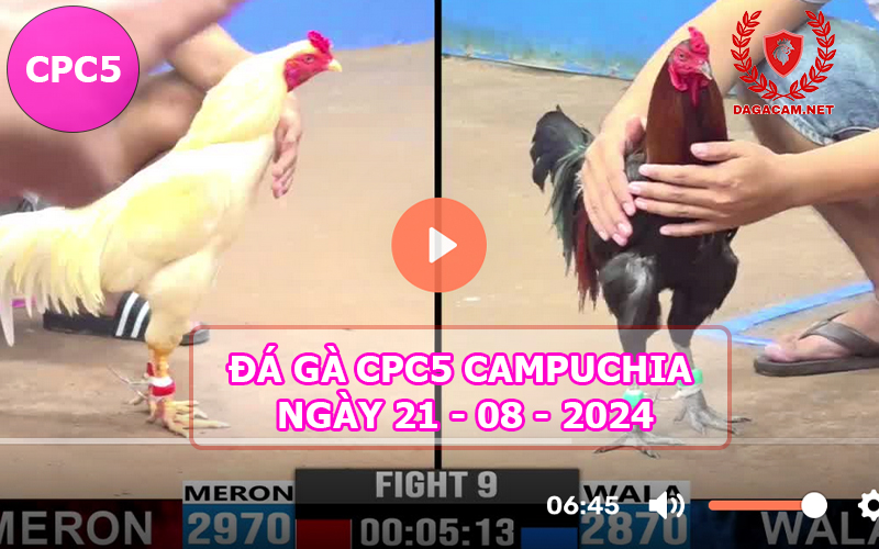 Video đá gà CPC5 ngày 21-08-2024