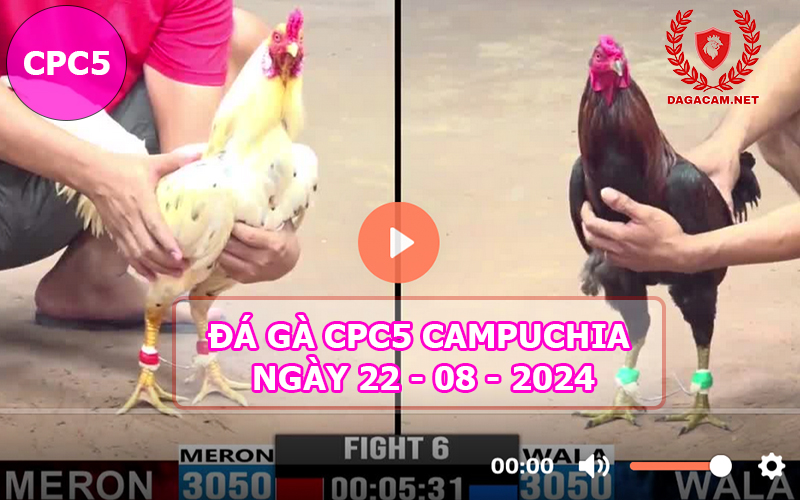 Video đá gà CPC5 ngày 22-08-2024