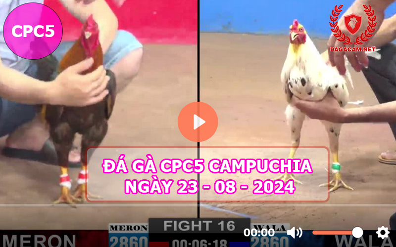 Video đá gà CPC5 ngày 23-08-2024