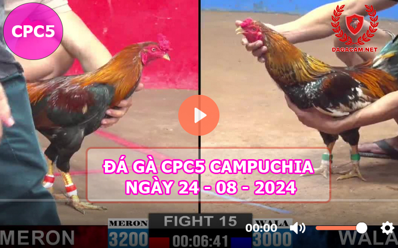 Video đá gà CPC5 ngày 24-08-2024