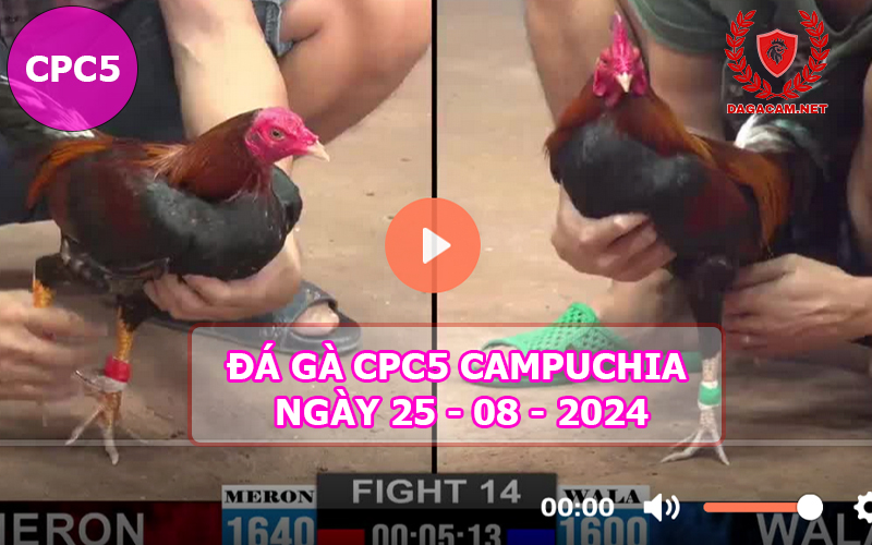 Video đá gà CPC5 ngày 25-08-2024