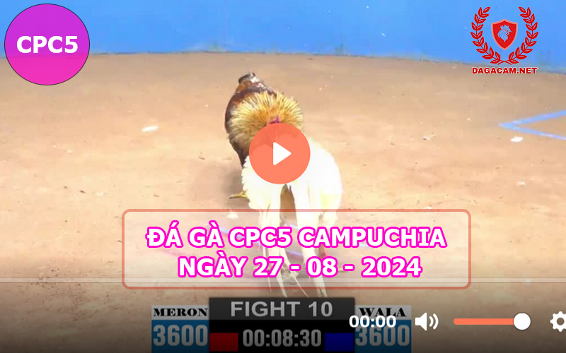 Video đá gà CPC5 ngày 27-08-2024