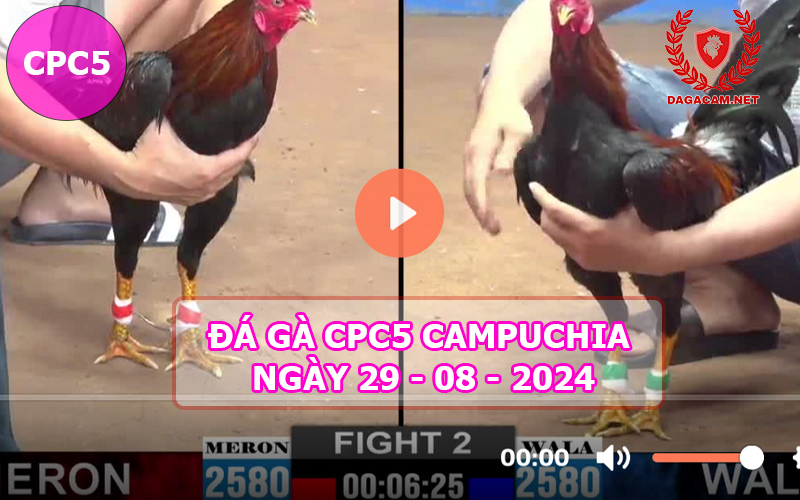 Video đá gà CPC5 ngày 29-08-2024