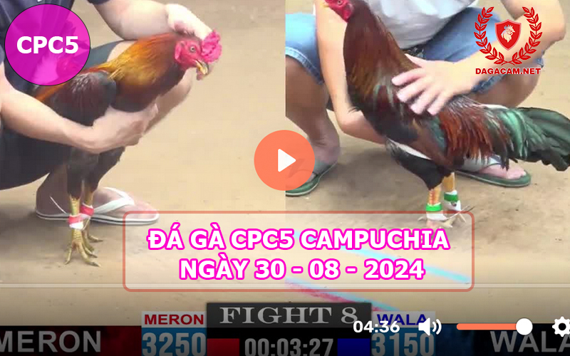 Video đá gà CPC5 ngày 30-08-2024