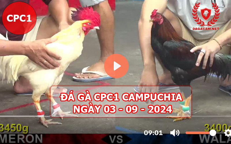 Video đá gà CPC1 ngày 03-09-2024