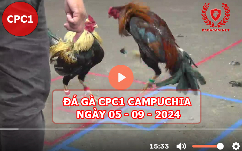 Video đá gà CPC1 ngày 05-09-2024