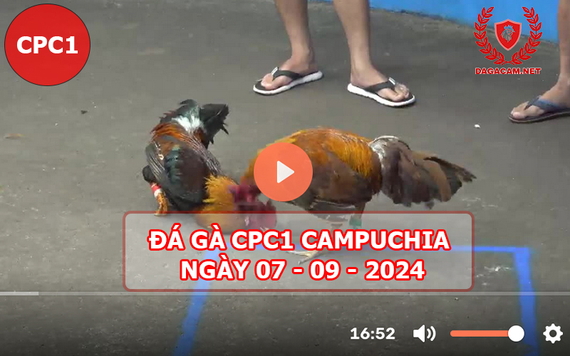 Video đá gà CPC1 ngày 07-09-2024