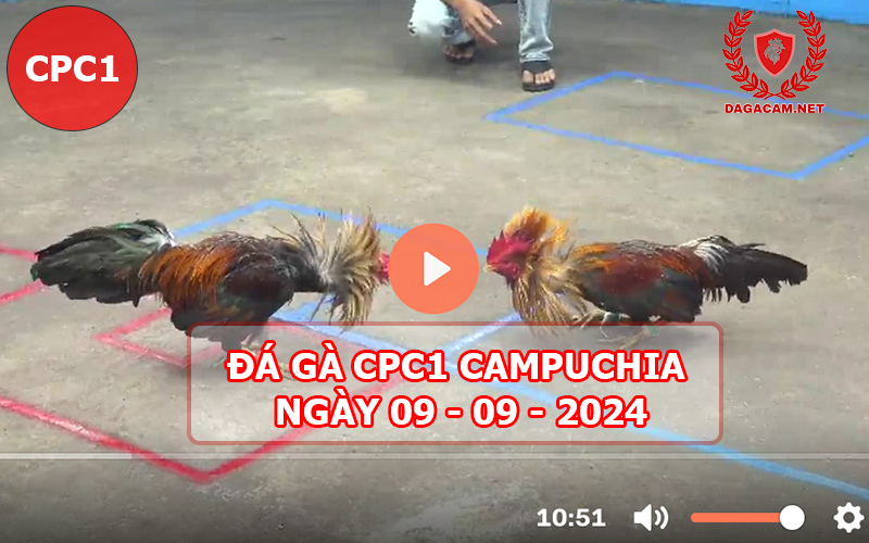 Video đá gà CPC1 ngày 09-09-2024