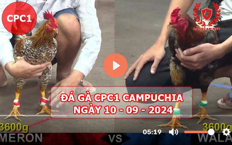 Video đá gà CPC1 ngày 10-09-2024