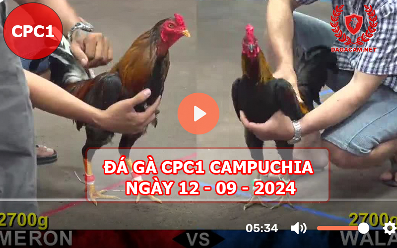 Video đá gà CPC1 ngày 12-09-2024