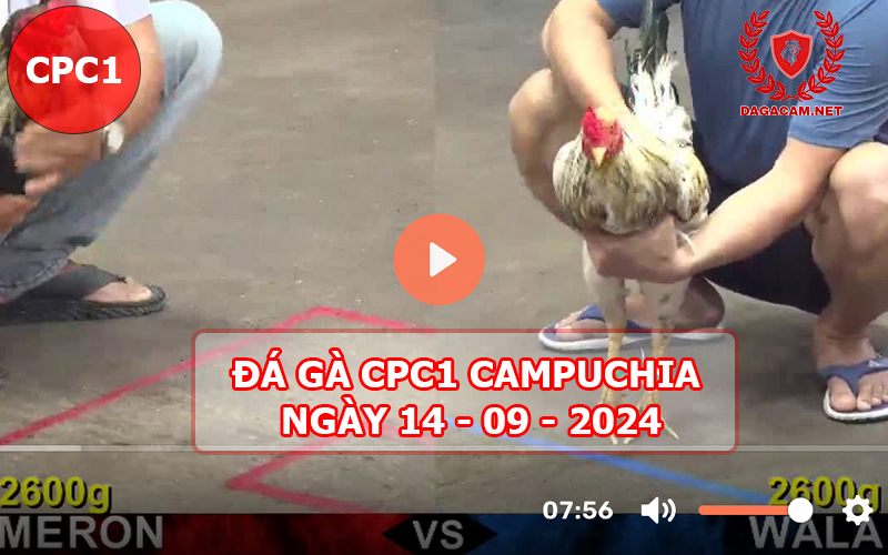 Video đá gà CPC1 ngày 14-09-2024