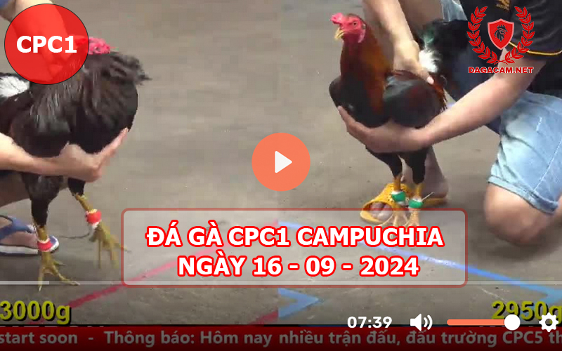 Video đá gà CPC1 ngày 16-09-2024