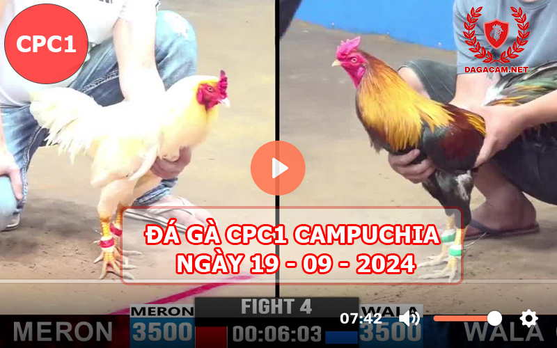 Video đá gà CPC1 ngày 19-09-2024