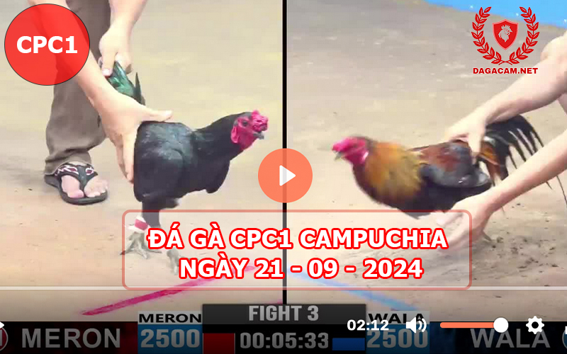 Video đá gà CPC1 ngày 21-09-2024