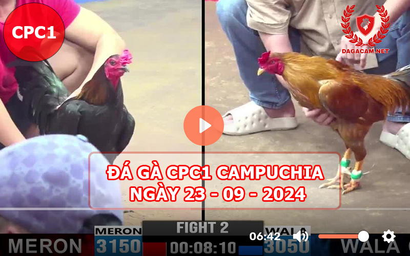 Video đá gà CPC1 ngày 23-09-2024