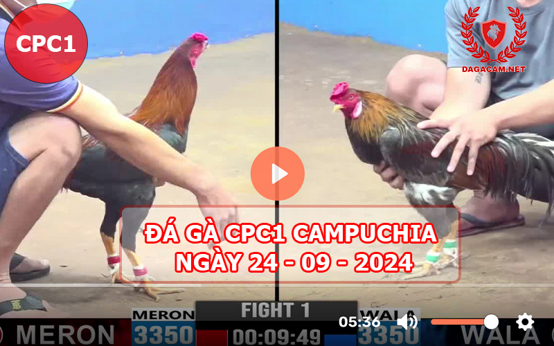 Video đá gà CPC1 ngày 24-09-2024