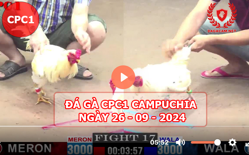 Video đá gà CPC1 ngày 26-09-2024