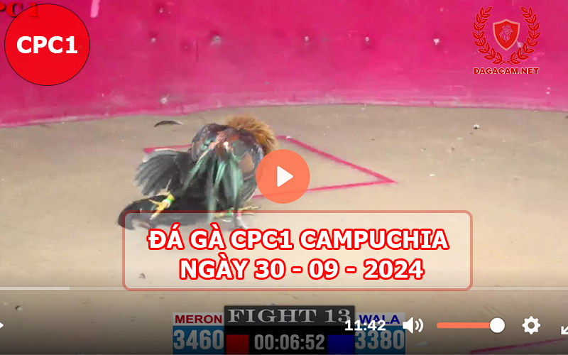 Video đá gà CPC1 ngày 30-09-2024