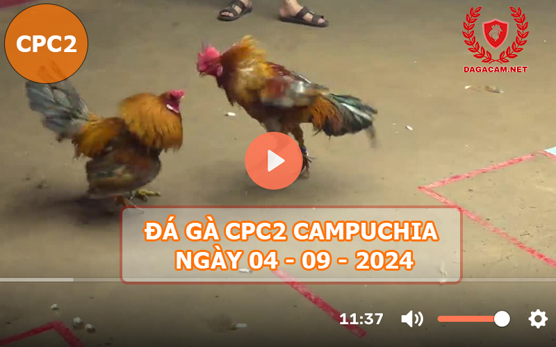 Video đá gà CPC2 ngày 04-09-2024