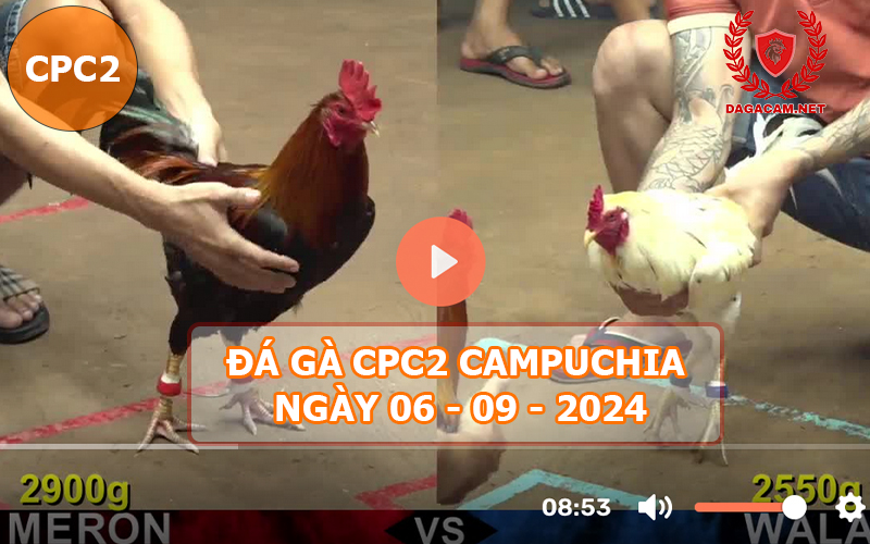 Video đá gà CPC2 ngày 06-09-2024