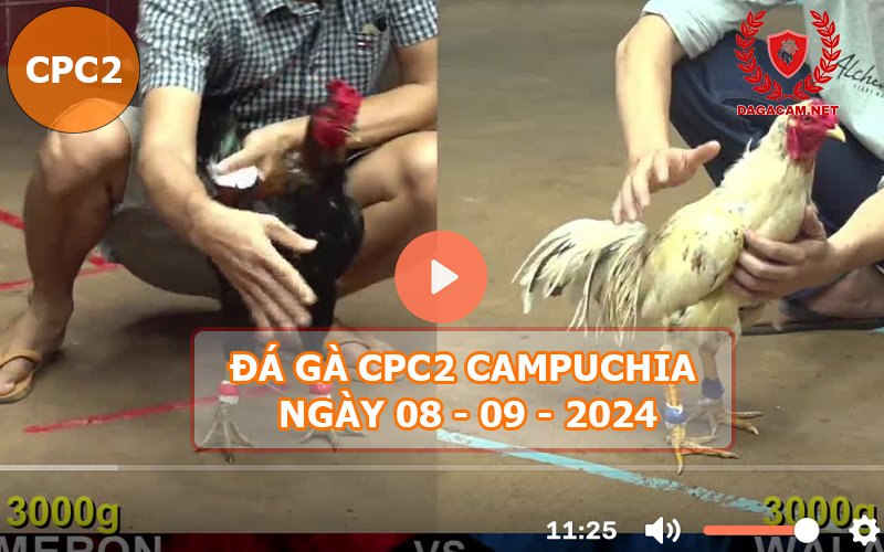 Video đá gà CPC2 ngày 08-09-2024