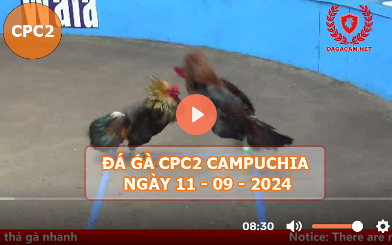 Video đá gà CPC2 ngày 11-09-2024