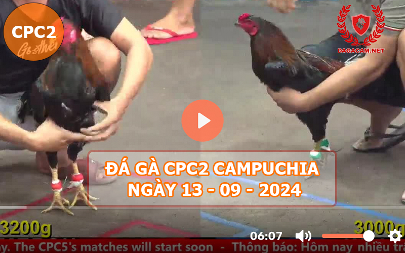 Video đá gà CPC2 ngày 13-09-2024