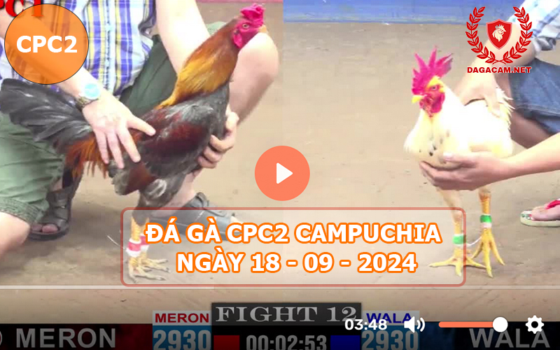 Video đá gà CPC2 ngày 18-09-2024